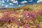 USA, California, Anza Borrego Desert State Park. Blooming desert flowers. Art Print